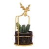 Highly Attractive Reindeer Cage Succulent Plant With A Ceramic Pot