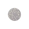 Moonlit Rug