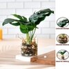 Artificial Swiss Cheese Plant With Glass Pot