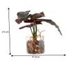 Transparent Glass Planter With Artificial Begonia Plant