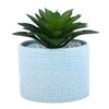 Highly Attractive Aloe Vera Plant With A Designer Ceramic Pot