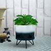 Attractive Fern With Dual Shade Ceramic Pot On A Green Stand