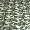 Flora Green Floral 400 TC Cotton Flat Super King Size Bedsheet with 2 Pillow Covers – Threads