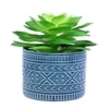 Highly Attractive Succulent Plant With A Designer Ceramic Pot
