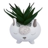 Adorable Piglet Planter With Green Aloe