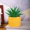 Highly Attractive Aloe Vera Plant With A Designer Ceramic Pot