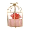 Succulent Plant In Ceramic Pot With Attractive Bird Cage