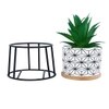 Highly Attractive Succulent Plant With A Geometric Patterned Ceramic Pot In A Stand