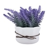 Highly Attractive English Lavender With A Ceramic Pot