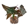 Transparent Glass Planter With Artificial Spotted Begonia Plant