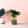 Artificial Swiss Cheese Plant With Glass Pot