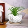 Artificial Fern Plant In A Patterned Ceramic Pot With A Wooden Plate