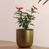 Lynlee Planter