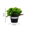 Artificial Green Eucalyptus Plant With A Rope Tied To Pot For Interior Decor