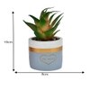 Green Succulent Plant With Ceramic Pot