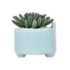 Petite Greens With Cute Cartoon Planter