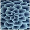 Rose Carpet Size 11.0x8.0 ft.