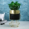 Artificial Succulent In Black & Gold Pot