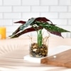 Transparent Glass Planter With Artificial Spotted Begonia Plant