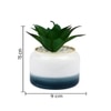 Pristine And Awe-Struck Indoor Succulent Plant With White Ceramic Pot