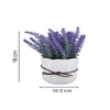 Highly Attractive English Lavender With A Ceramic Pot