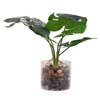 Artificial Swiss Cheese Plant With Glass Pot