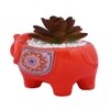 Succulent Plant Inside An Artistic Red Elephant Ceramic Pot