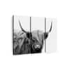 Truss Pcs White Black Highland Cow Framed Canvas Wall Canvas Wall Prints Set of 3 Multicolor Matte