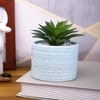Highly Attractive Aloe Vera Plant With A Designer Ceramic Pot