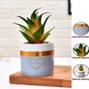 Green Succulent Plant With Ceramic Pot