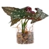 Transparent Glass Planter With Artificial Spotted Begonia Plant