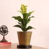 Everette Planter