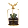 Highly Attractive Reindeer Cage Succulent Plant With A Ceramic Pot