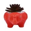 Succulent Plant Inside An Artistic Red Elephant Ceramic Pot