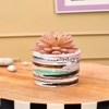 Sucullent Artificial Plant With Horizontal Multicolored Stripes Along With Pot