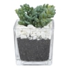 Celiea Artificial Plant With Pot