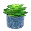 Highly Attractive Succulent Plant With A Designer Ceramic Pot