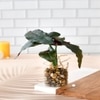 Transparent Glass Planter With Artificial Begonia Plant
