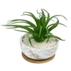 Artificial Fern Plant In A Patterned Ceramic Pot With A Wooden Plate