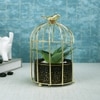 Aloe Vera Plant In Ceramic Pot With Attractive Bird Cage