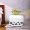 Pristine And Awe-Struck Indoor Succulent Plant With White Ceramic Pot