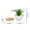 Artificial Fern Plant In A Patterned Ceramic Pot With A Wooden Plate