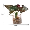 Transparent Glass Planter With Artificial Spotted Begonia Plant