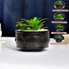 Artificial Succelent Arrangement With Black Planter