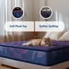 Sleepwell Champ Classic Ortho 5 inch Single Bonded Foam Mattress (L x W: 84 inch x 35 inch)
