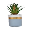 Green Succulent Plant With Ceramic Pot