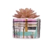 Sucullent Artificial Plant With Multicolored Stripes Along With Pot