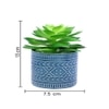 Highly Attractive Succulent Plant With A Designer Ceramic Pot