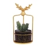 Highly Attractive Reindeer Cage Succulent Plant With A Ceramic Pot