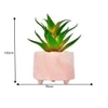 Citrus Delight Artificial Succulent With Pink Planter